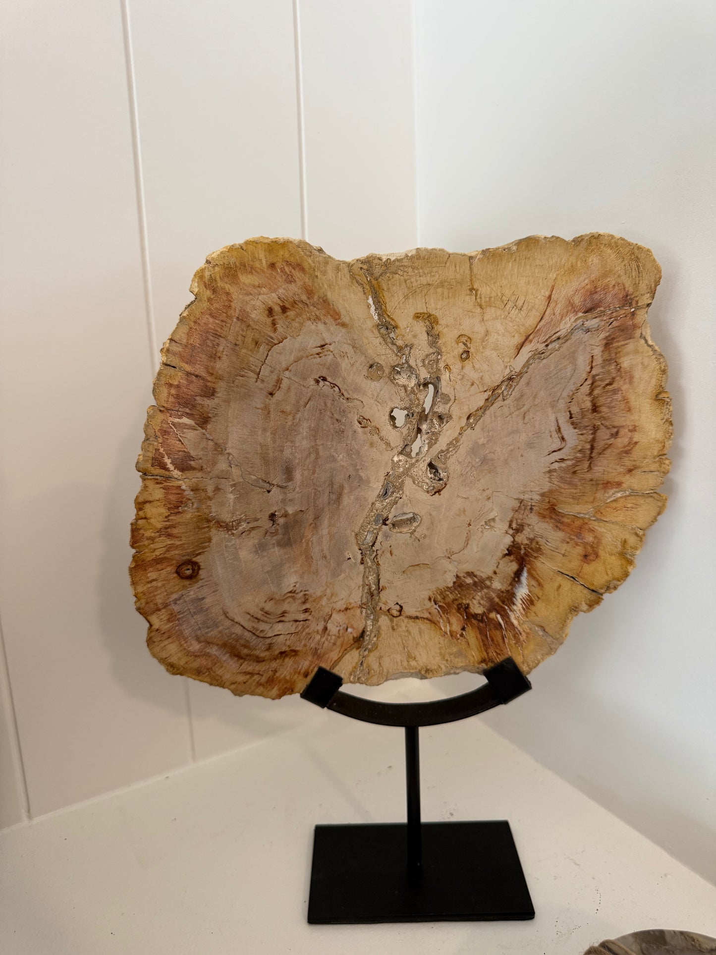 Petrified Wood on Iron Stand Small