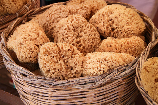 Natural Wool Sea Sponge for the Body