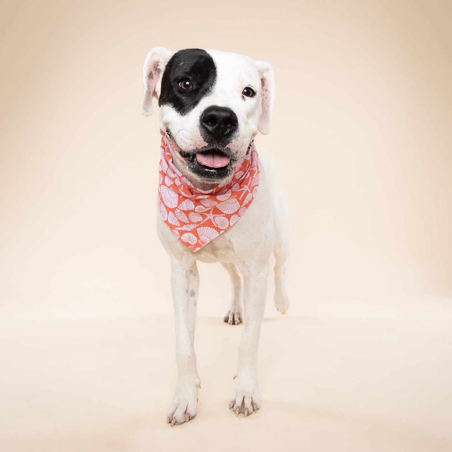Flores Shell Dog Bandana