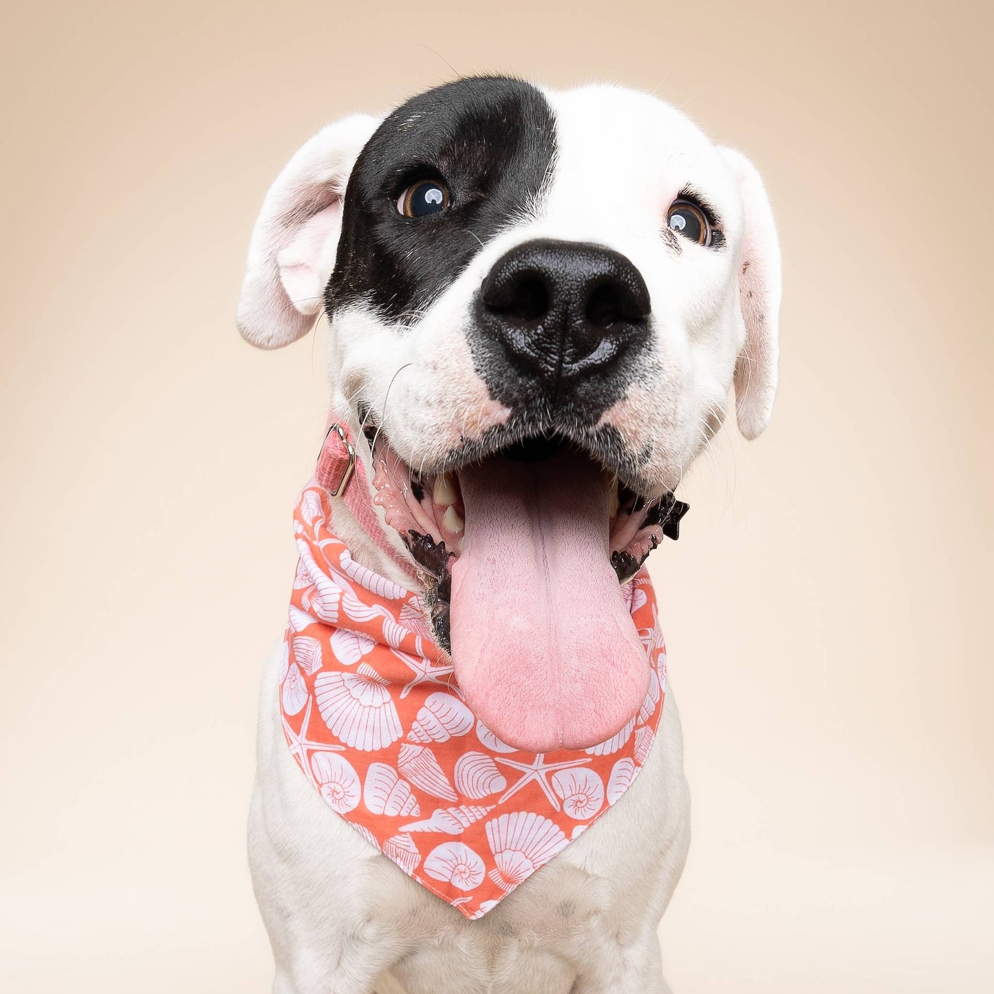 Flores Shell Dog Bandana