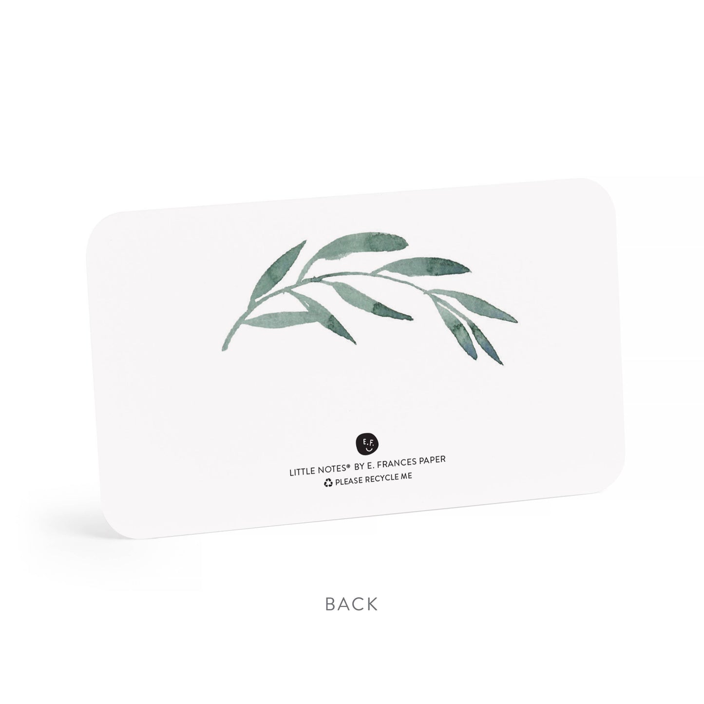 Olive Branches Little Notes® NEW 55 Count