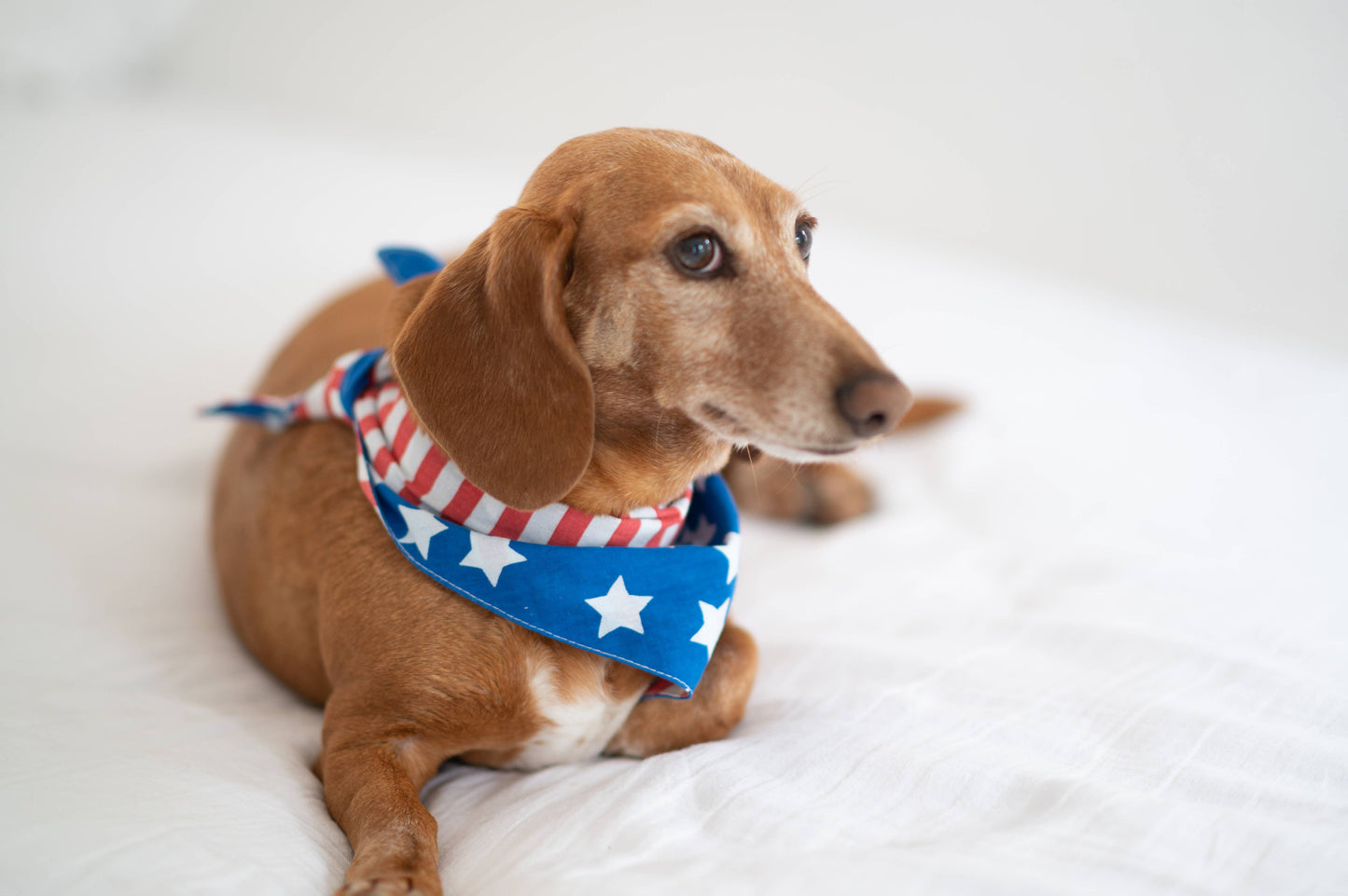 Patriotic Dog Bandana