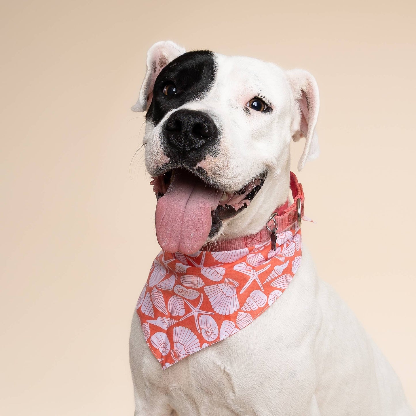 Flores Shell Dog Bandana